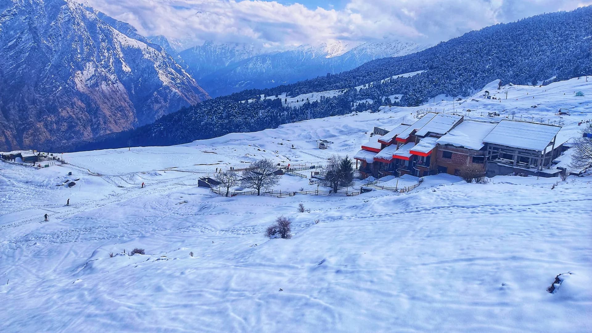 Auli