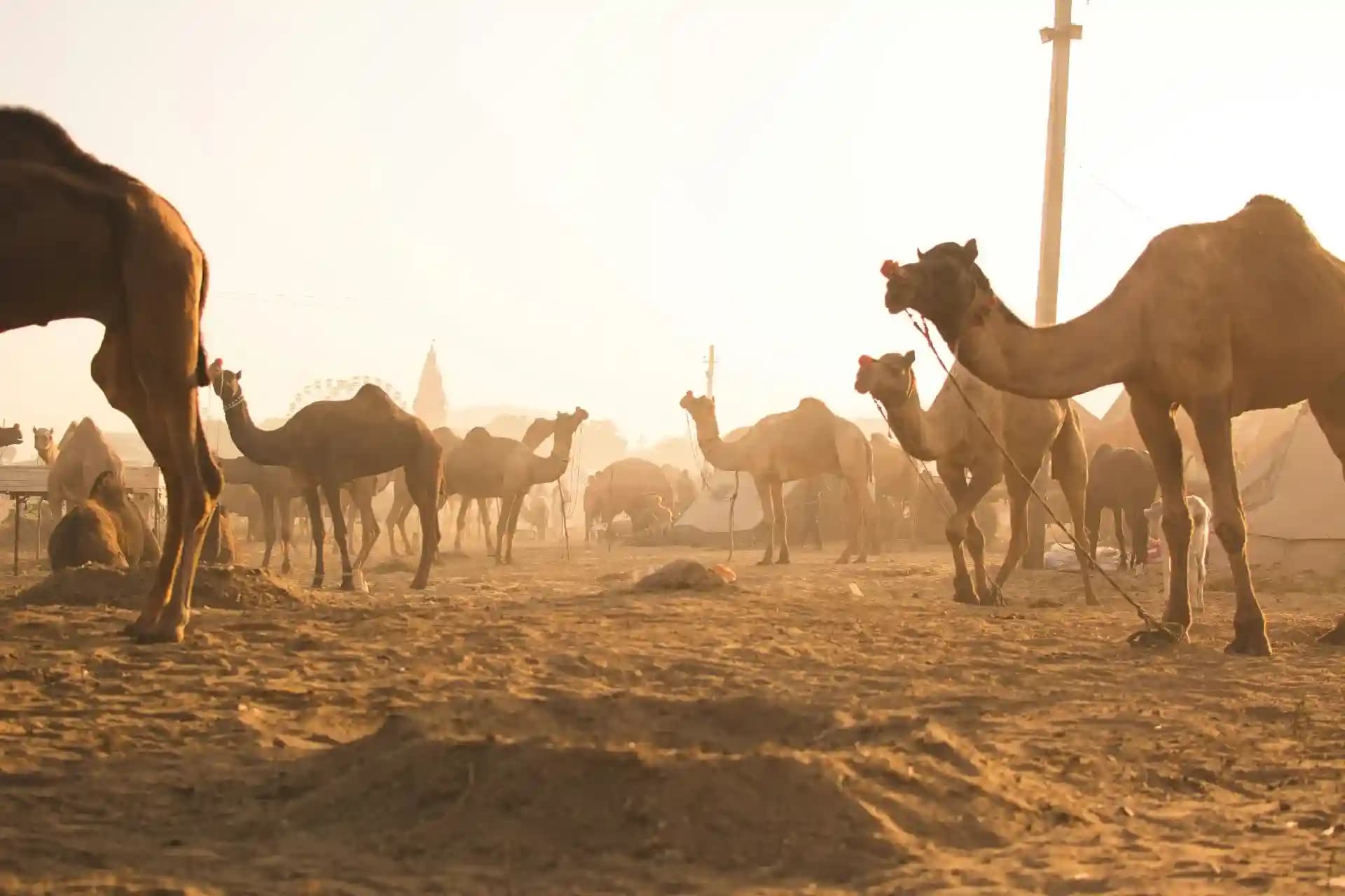 2. Pushkar Camel Fair, Rajasthan