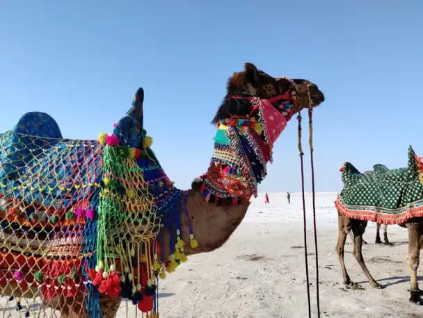 5. Rann Utsav, Gujarat
