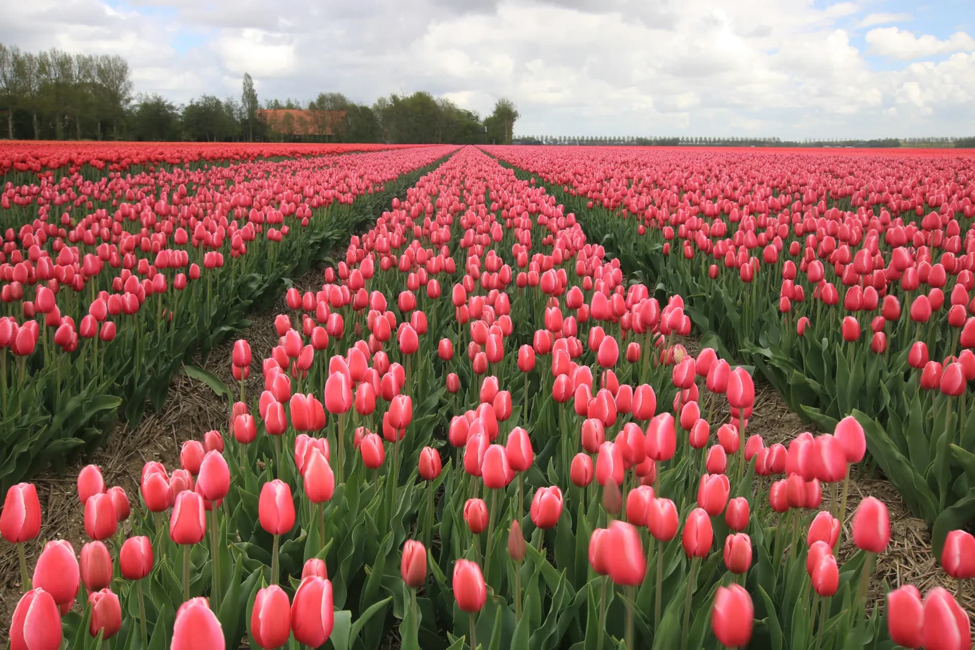 Tulip garden in bloom near Srinagar