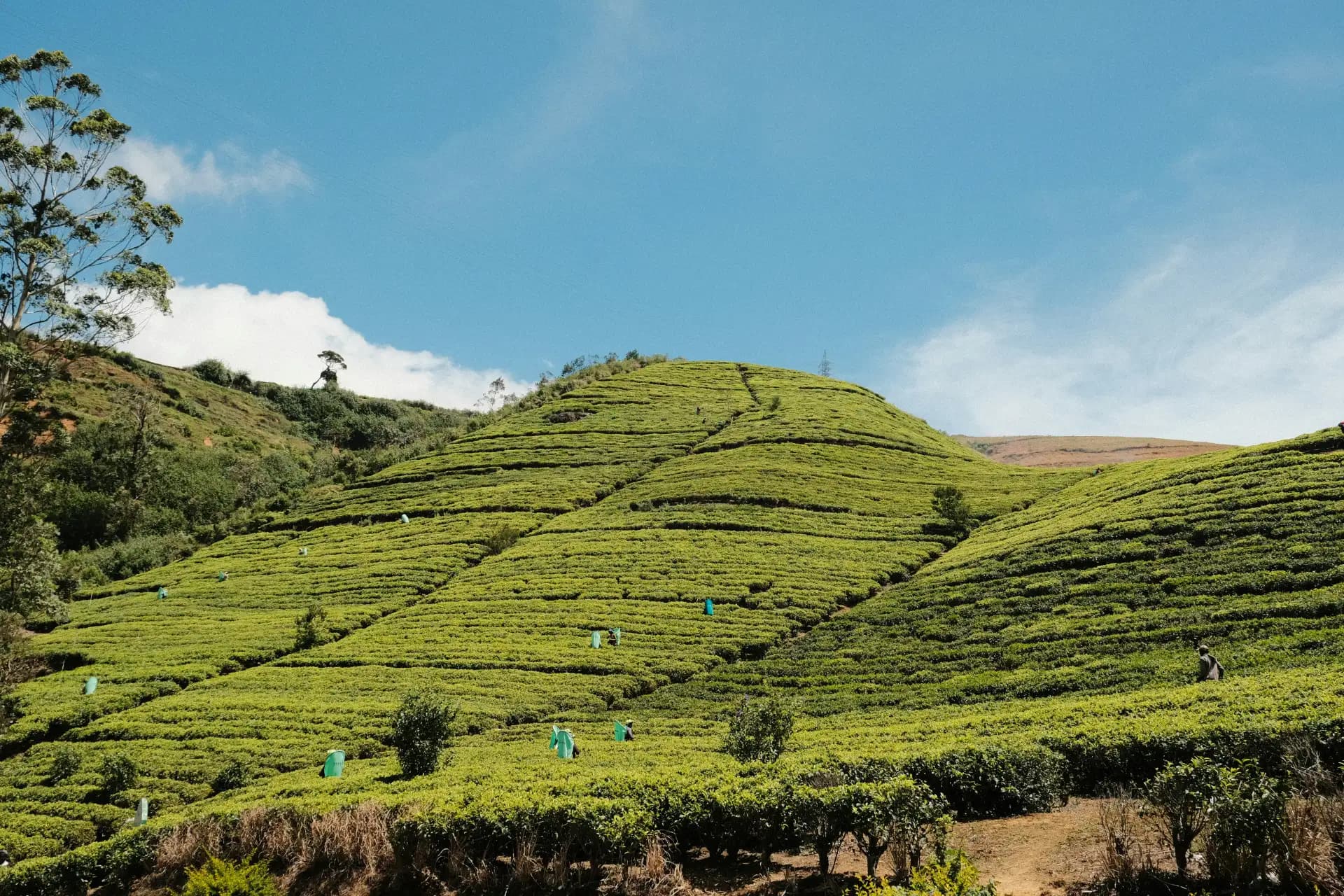 Nuwara Eliya tea plantations