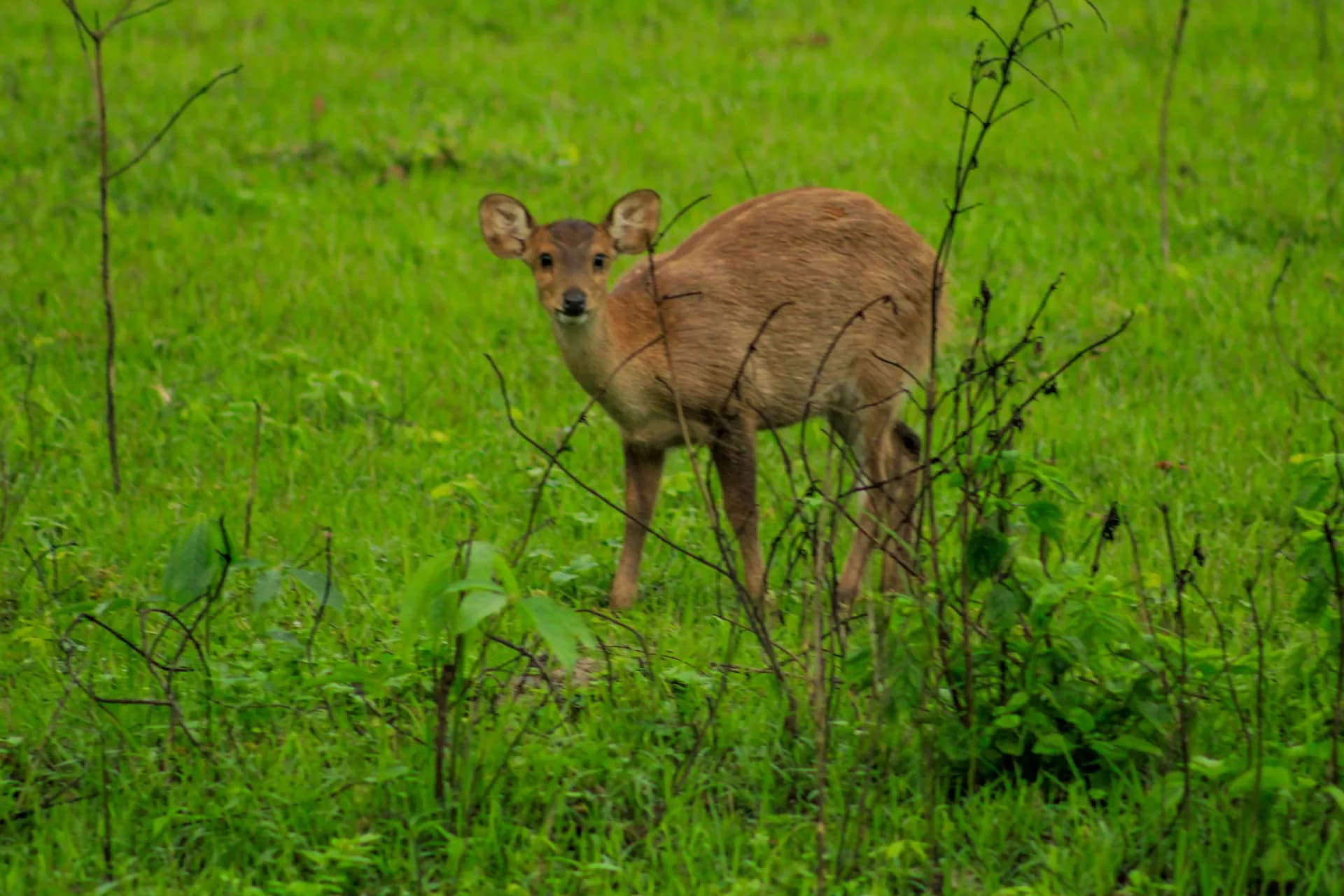 Kaziranga