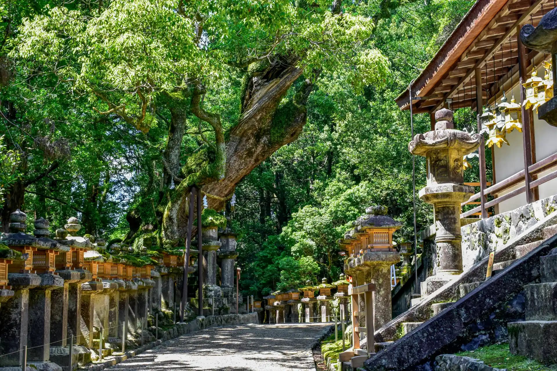 Nara deer park