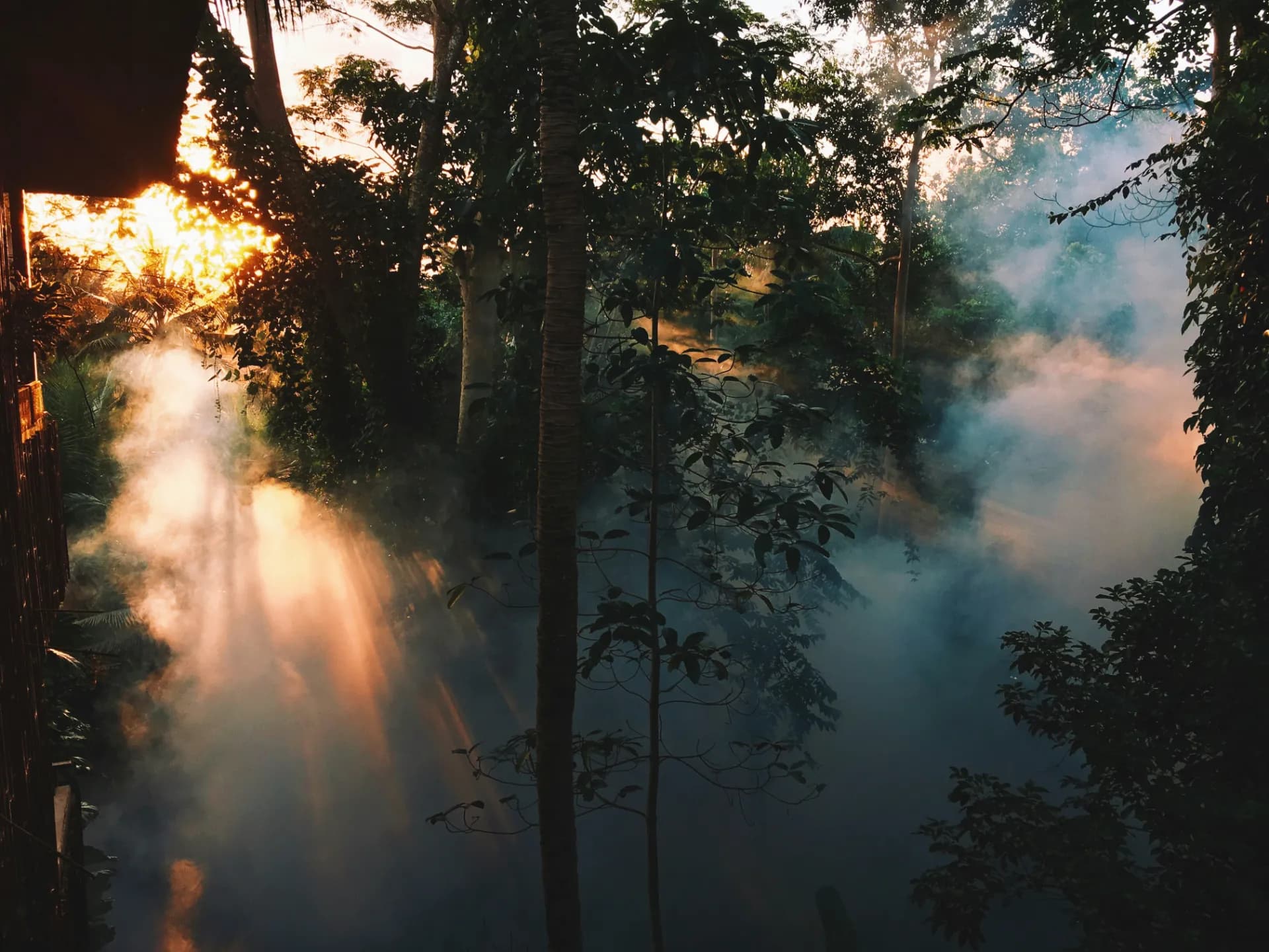 Ubud jungle