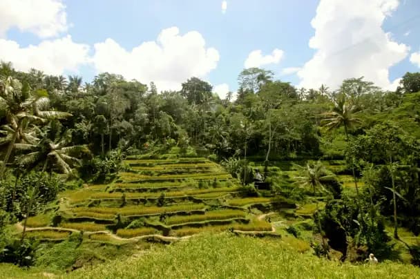 Tegallalang Rice Terraces