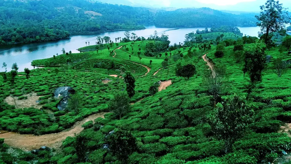 Immerse in Serene Kerala: Alleppey Backwaters, Hills & Custom Tours