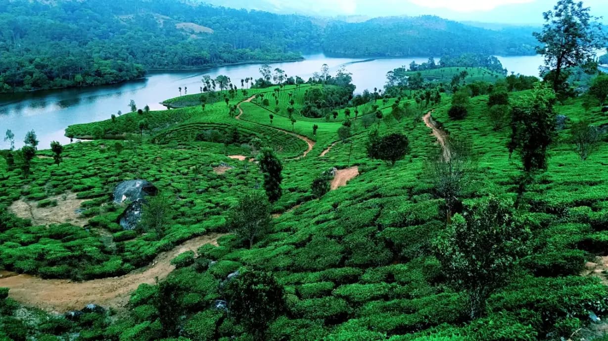 Immerse in Serene Kerala: Alleppey Backwaters, Hills & Custom Tours