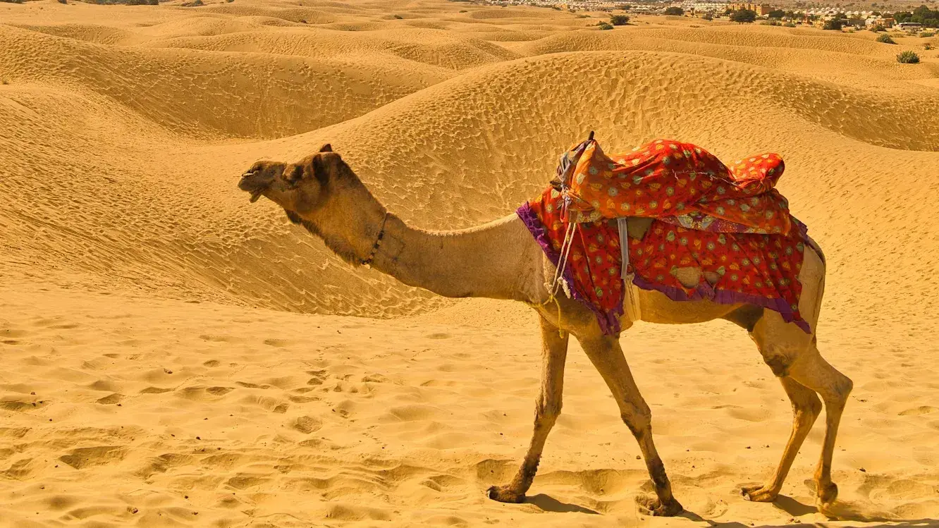Immerse in Royal Rajasthan: Grand Forts, Palaces & Custom Safaris