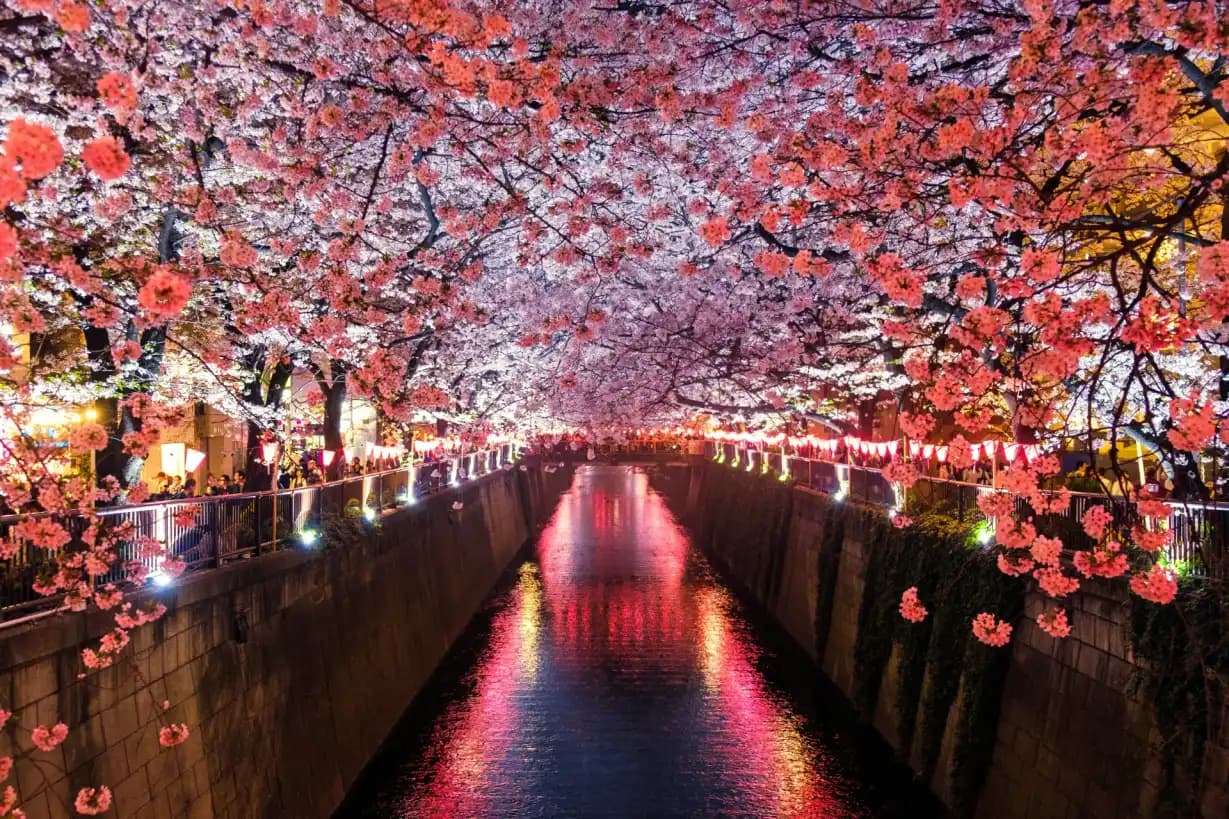 Japan Family Discovery Tour Package