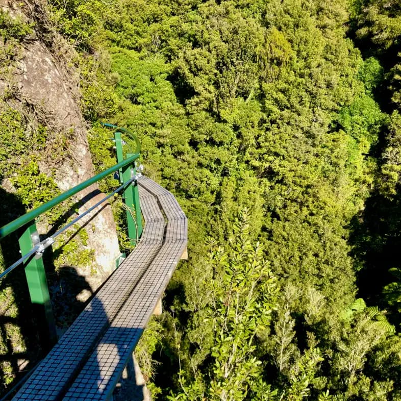 Redwoods Treewalk rotorua