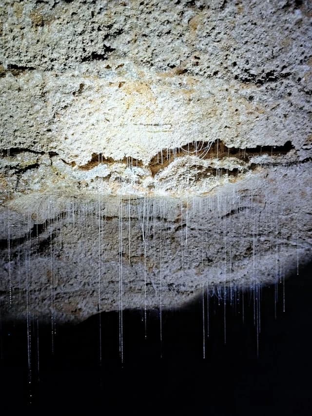 glowworm silk in Waitomo Caves