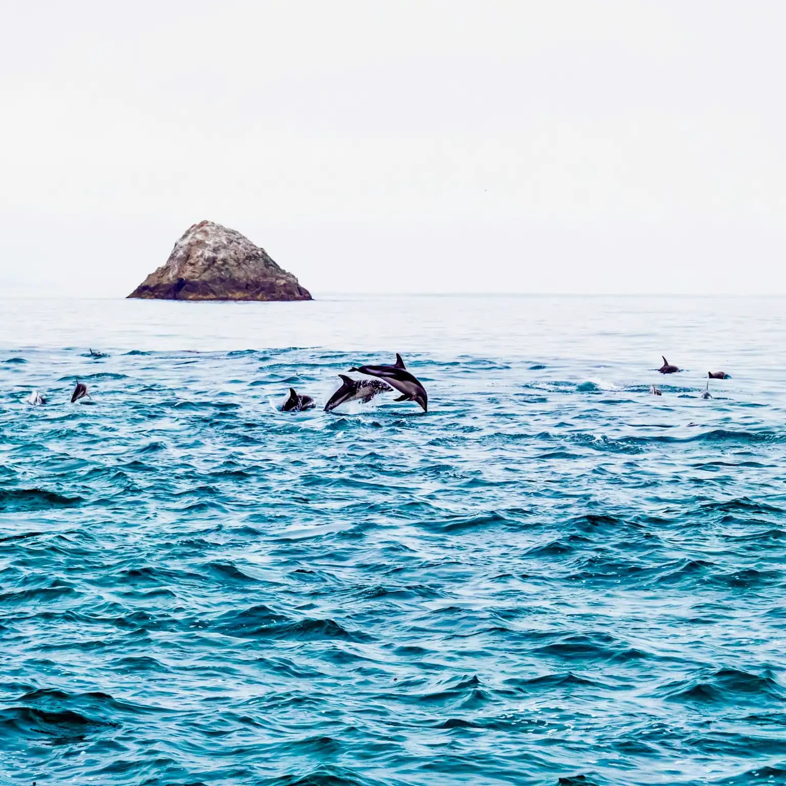 Dolphins on the New Zealand