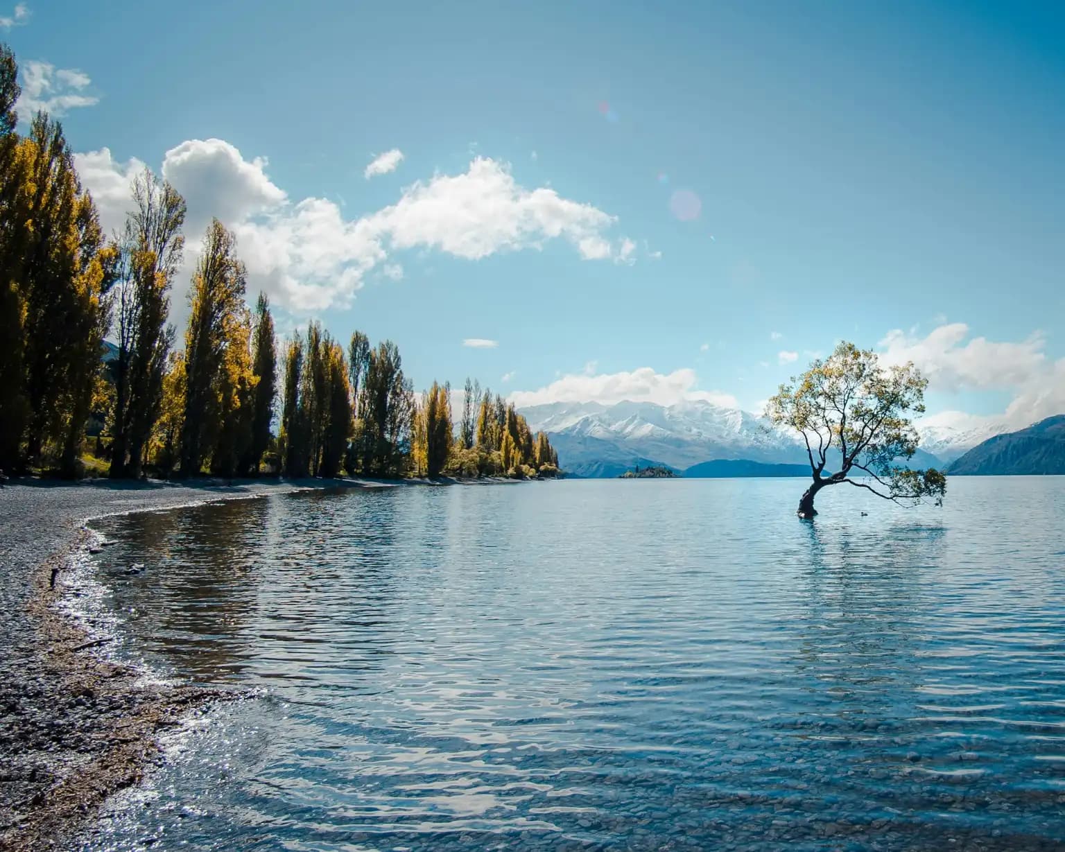 Wanaka singal tree in lake