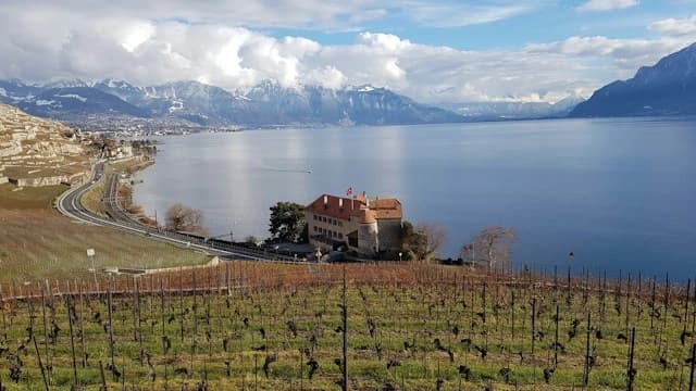 Lavaux Vineyards