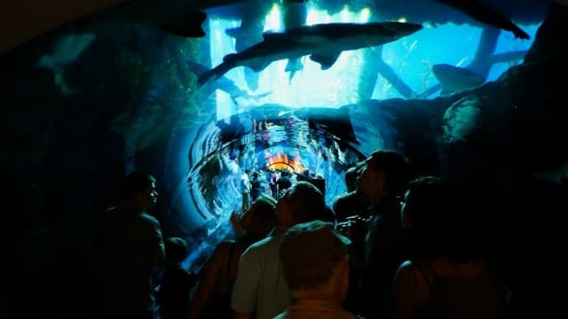 The Dubai Mall aquarium window with children watching